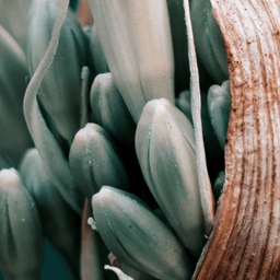 Plants
